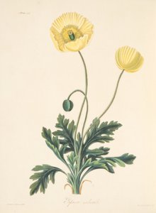Nøgenstilket valmue, fra Floral Illustrations of the Seasons, pub. 1829 (håndfarvet gravering)